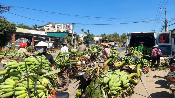 Đi chợ chuối mật mốc lớn nhất miền Trung ngày cuối năm- Ảnh 2. Đi chợ chuối mật mốc lớn nhất miền Trung ngày cuối năm- Ảnh 2.