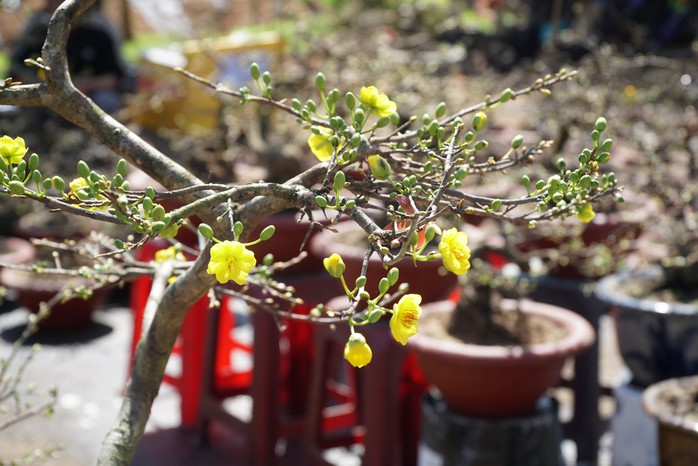 Gia Lai: Sắp tới không có nắng mạnh, vụ mai năm nay coi như bỏ- Ảnh 5. Gia Lai: Sắp tới không có nắng mạnh, vụ mai năm nay coi như bỏ- Ảnh 5.