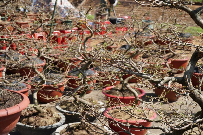Gia Lai: Sắp tới không có nắng mạnh, vụ mai năm nay coi như bỏ- Ảnh 4. Gia Lai: Sắp tới không có nắng mạnh, vụ mai năm nay coi như bỏ- Ảnh 4.
