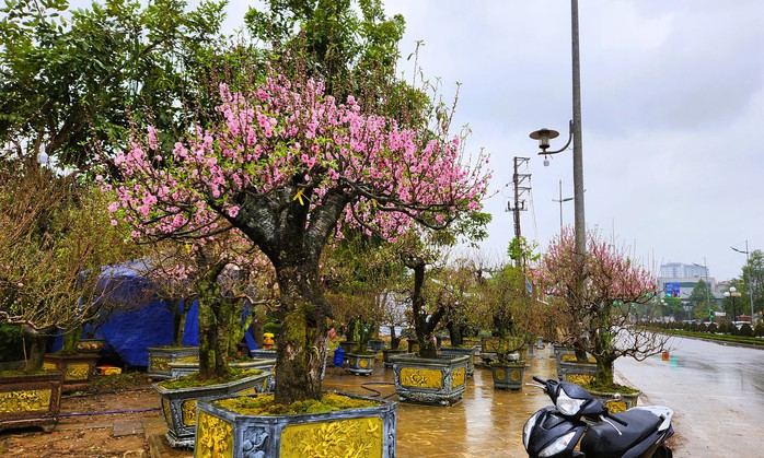 Đào bung nở khắp phố dưới mưa rét, tiểu thương "cắn răng" xả lỗ- Ảnh 3. Đào bung nở khắp phố dưới mưa rét, tiểu thương "cắn răng" xả lỗ- Ảnh 3.