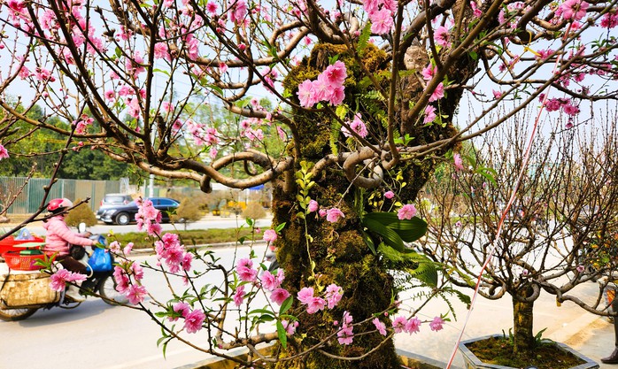 Đào bung nở khắp phố dưới mưa rét, tiểu thương "cắn răng" xả lỗ- Ảnh 9. Đào bung nở khắp phố dưới mưa rét, tiểu thương "cắn răng" xả lỗ- Ảnh 9.