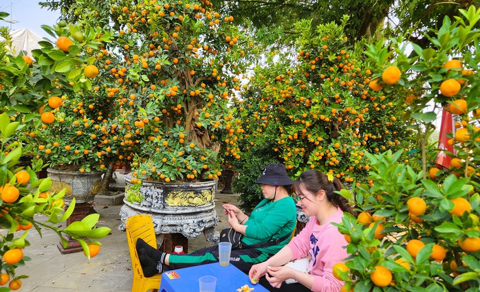 Đào bung nở khắp phố dưới mưa rét, tiểu thương "cắn răng" xả lỗ- Ảnh 10. Đào bung nở khắp phố dưới mưa rét, tiểu thương "cắn răng" xả lỗ- Ảnh 10.