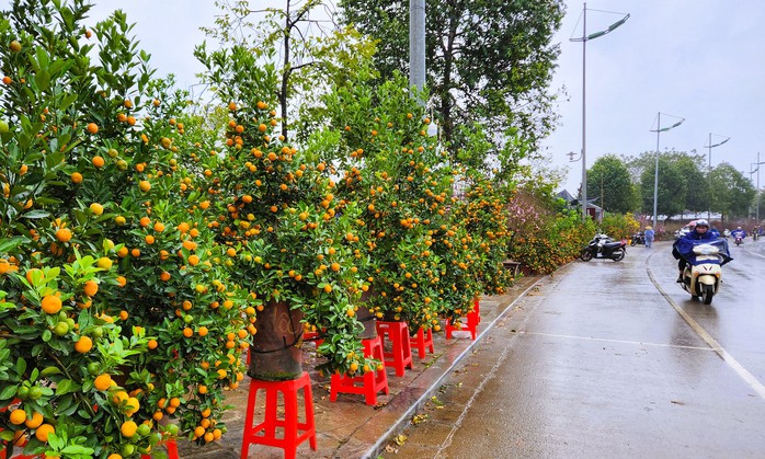 Đào bung nở khắp phố dưới mưa rét, tiểu thương "cắn răng" xả lỗ- Ảnh 2. Đào bung nở khắp phố dưới mưa rét, tiểu thương "cắn răng" xả lỗ- Ảnh 2.