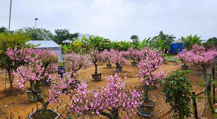 Đào bung nở khắp phố dưới mưa rét, tiểu thương "cắn răng" xả lỗ- Ảnh 5. Đào bung nở khắp phố dưới mưa rét, tiểu thương "cắn răng" xả lỗ- Ảnh 5.