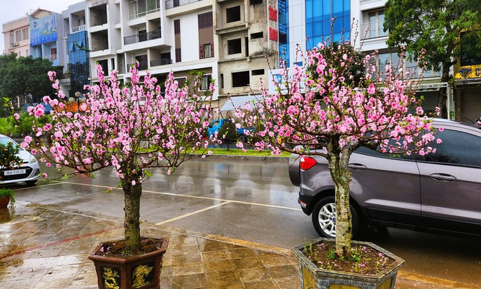 Đào bung nở khắp phố dưới mưa rét, tiểu thương "cắn răng" xả lỗ- Ảnh 1. Đào bung nở khắp phố dưới mưa rét, tiểu thương "cắn răng" xả lỗ- Ảnh 1.