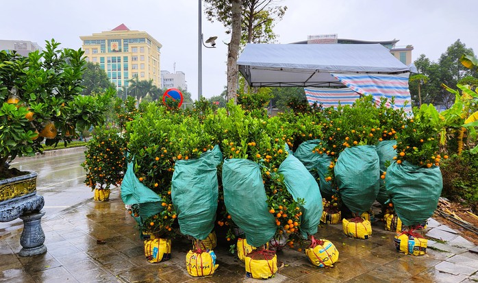 Đào bung nở khắp phố dưới mưa rét, tiểu thương "cắn răng" xả lỗ- Ảnh 11. Đào bung nở khắp phố dưới mưa rét, tiểu thương "cắn răng" xả lỗ- Ảnh 11.
