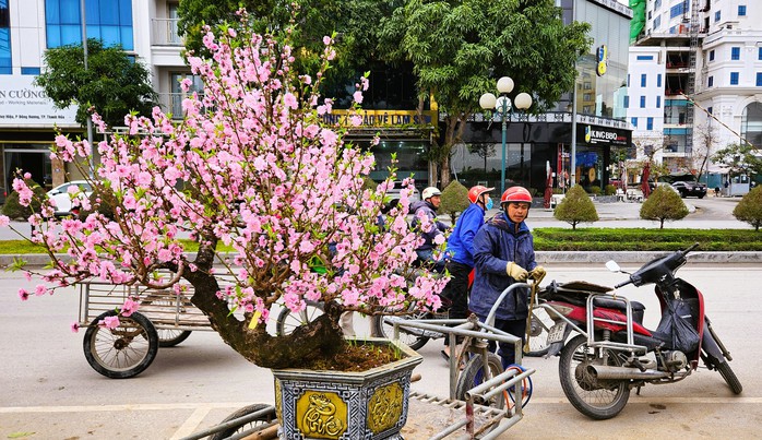 Đào bung nở khắp phố dưới mưa rét, tiểu thương "cắn răng" xả lỗ- Ảnh 7. Đào bung nở khắp phố dưới mưa rét, tiểu thương "cắn răng" xả lỗ- Ảnh 7.