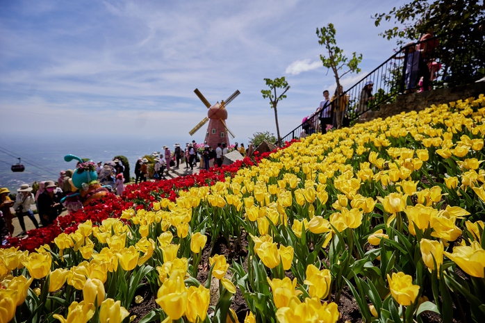 Hoa tulip “bạt ngàn” ở núi Bà Đen - Ảnh 2. Hoa tulip “bạt ngàn” ở núi Bà Đen - Ảnh 2.