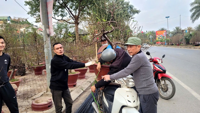 Đào, quất Tết giảm giá sớm- Ảnh 5. Đào, quất Tết giảm giá sớm- Ảnh 5.