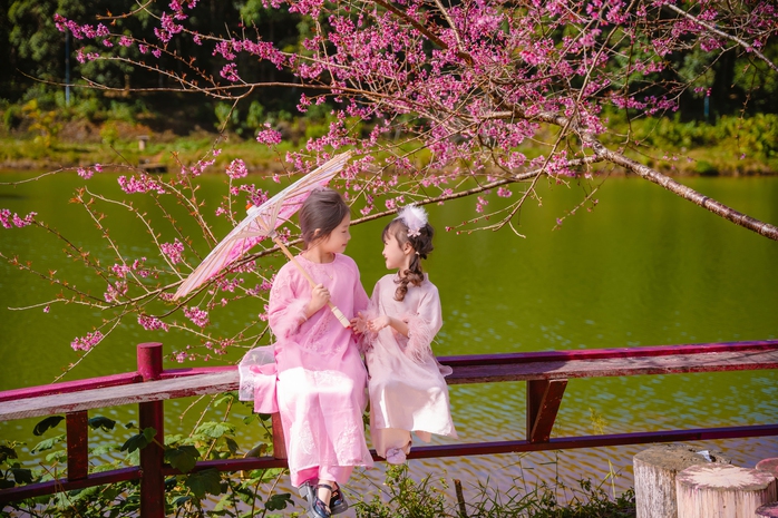 Măng Đen rực rỡ sắc hoa anh đào, người người mê đắm- Ảnh 1. Măng Đen rực rỡ sắc hoa anh đào, người người mê đắm- Ảnh 1.