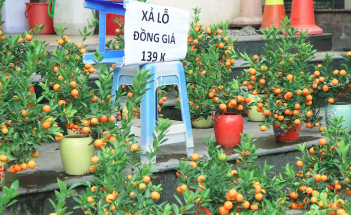 Đào, quất Tết giảm giá sớm- Ảnh 3. Đào, quất Tết giảm giá sớm- Ảnh 3.