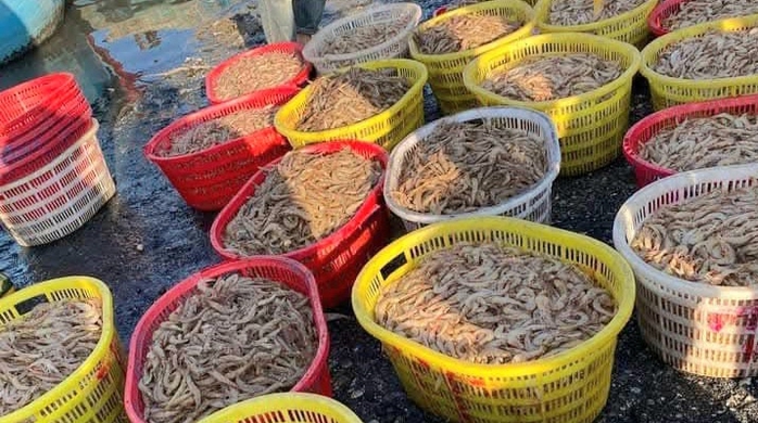 Ra biển 1 đêm kiếm cả trăm triệu đồng, ngư dân "hốt bạc" ngay trước Tết- Ảnh 2. Ra biển 1 đêm kiếm cả trăm triệu đồng, ngư dân "hốt bạc" ngay trước Tết- Ảnh 2.