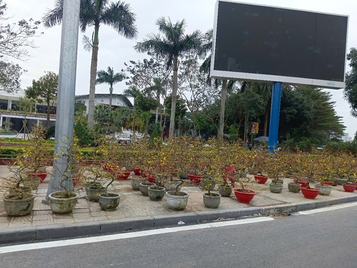 VIDEO: Mai vàng ế ẩm, tiểu thương “xả hàng” nhưng vẫn vắng người mua- Ảnh 5. VIDEO: Mai vàng ế ẩm, tiểu thương “xả hàng” nhưng vẫn vắng người mua- Ảnh 5.