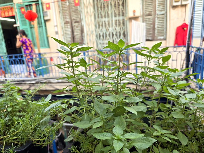 Hào Sỹ Phường đẹp cổ kính ngày Tết- Ảnh 19. tỷ lệ kèo góc nhà cái đẹp cổ kính ngày Tết- Ảnh 19.