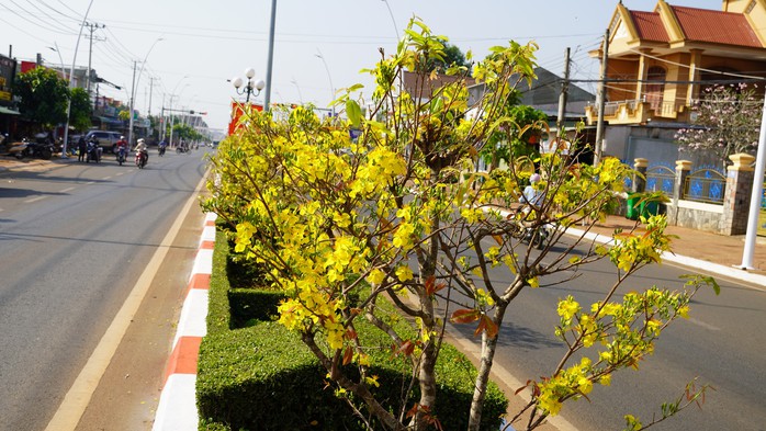 Cận cảnh đường mai dài 6,4 km vừa được cấp bằng kỷ lục Việt Nam- Ảnh 4. Cận cảnh đường mai dài 6,4 km vừa được cấp bằng kỷ lục Việt Nam- Ảnh 4.