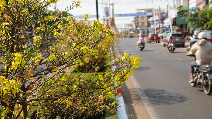 Cận cảnh đường mai dài 6,4 km vừa được cấp bằng kỷ lục Việt Nam- Ảnh 7. Cận cảnh đường mai dài 6,4 km vừa được cấp bằng kỷ lục Việt Nam- Ảnh 7.