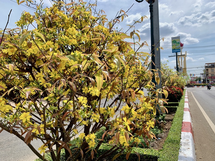 Cận cảnh đường mai dài 6,4 km vừa được cấp bằng kỷ lục Việt Nam- Ảnh 2. Cận cảnh đường mai dài 6,4 km vừa được cấp bằng kỷ lục Việt Nam- Ảnh 2.