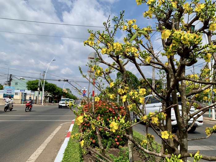Cận cảnh đường mai dài 6,4 km vừa được cấp bằng kỷ lục Việt Nam- Ảnh 8. Cận cảnh đường mai dài 6,4 km vừa được cấp bằng kỷ lục Việt Nam- Ảnh 8.