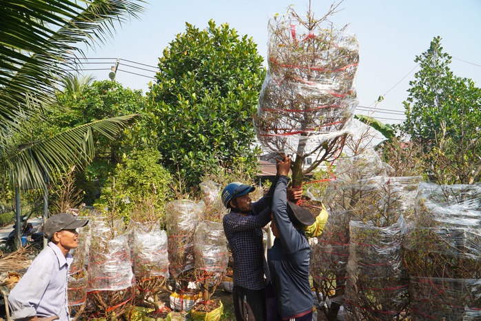 Ảm đạm "thủ phủ" mai vàng TP HCM- Ảnh 3. Ảm đạm "thủ phủ" mai vàng TP HCM- Ảnh 3.