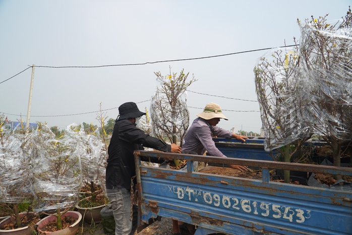 Ảm đạm "thủ phủ" mai vàng TP HCM- Ảnh 7. Ảm đạm "thủ phủ" mai vàng TP HCM- Ảnh 7.