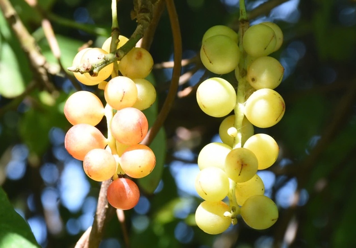 Người Xê Đăng lên núi hái "ngọc trời"- Ảnh 3. Người Xê Đăng lên núi hái "ngọc trời"- Ảnh 3.