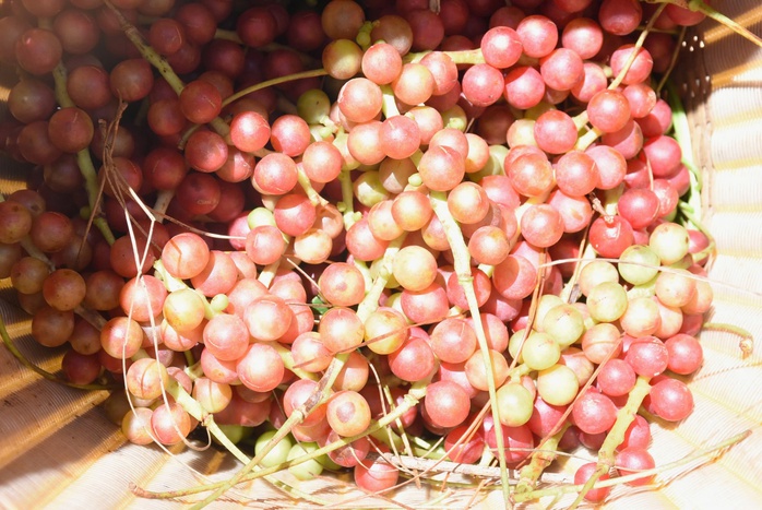 Người Xê Đăng lên núi hái "ngọc trời"- Ảnh 5. Người Xê Đăng lên núi hái "ngọc trời"- Ảnh 5.