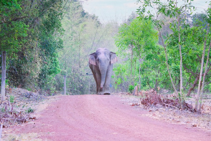 Ngắm chim, thú hoang dã trong "lá phổi xanh" của Đông Nam Bộ- Ảnh 12. Ngắm chim, thú hoang dã trong "lá phổi xanh" của Đông Nam Bộ- Ảnh 12.