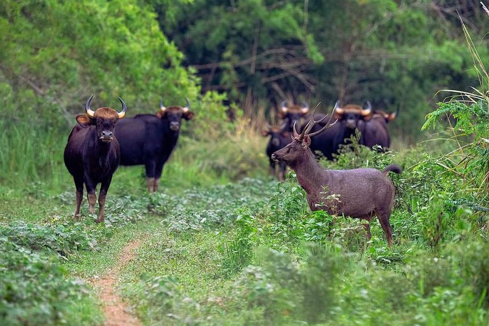 Ngắm chim, thú hoang dã trong "lá phổi xanh" của Đông Nam Bộ- Ảnh 6. Ngắm chim, thú hoang dã trong "lá phổi xanh" của Đông Nam Bộ- Ảnh 6.