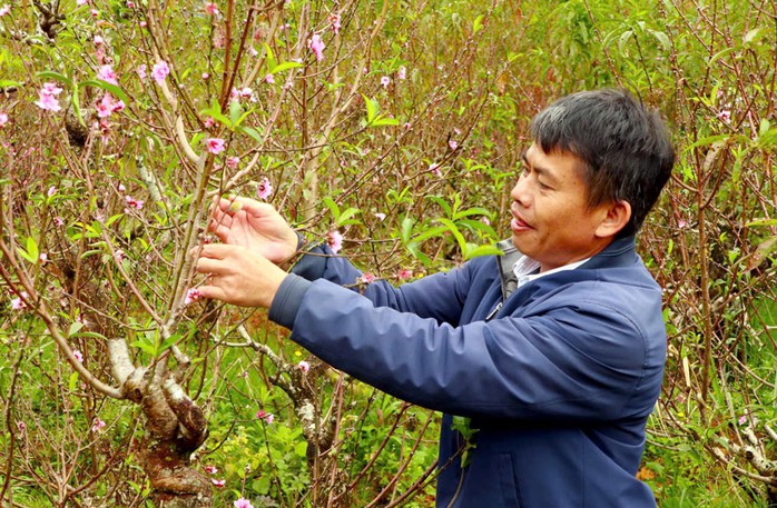Ông Bùi Văn Sang chăm sóc vườn đào chuẩn bị bán Ông Bùi Văn Sang chăm sóc vườn đào chuẩn bị bán