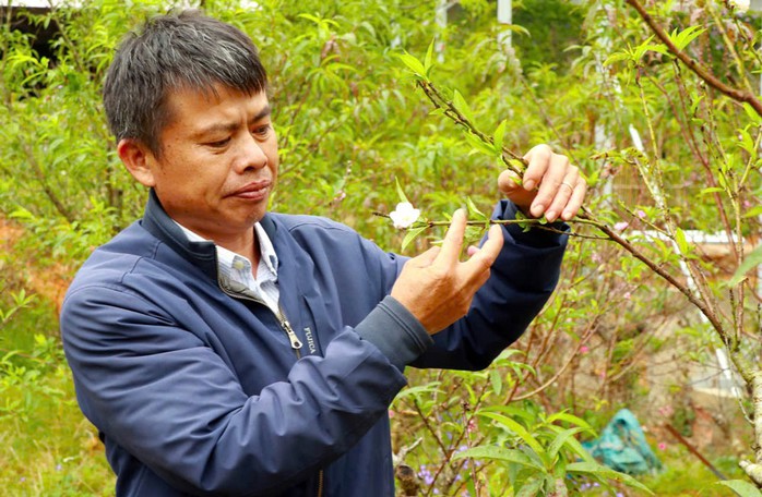 Ông Bùi Văn Sang chăm sóc vườn đào chuẩn bị bán Ông Bùi Văn Sang chăm sóc vườn đào chuẩn bị bán