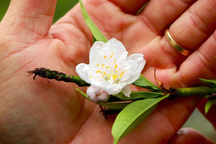 Thời tiết nhiều bất lợi với người trồng hoa đào bán Tết Thời tiết nhiều bất lợi với người trồng hoa đào bán Tết