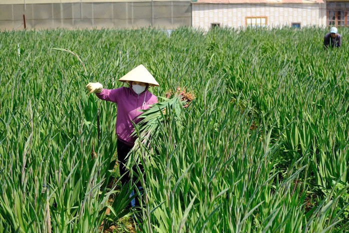 Xã Hiệp An là vùng trồng hoa lay ơn bán Tết lớn nhất tỉnh Lâm Đồng Xã Hiệp An là vùng trồng hoa lay ơn bán Tết lớn nhất tỉnh Lâm Đồng