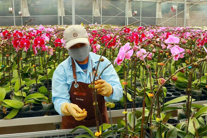 Nhân viên tại trang trại của gia đình anh Phan Thanh Sang chăm sóc hoa lan hồ điệp Nhân viên tại trang trại của gia đình anh Phan Thanh Sang chăm sóc hoa lan hồ điệp