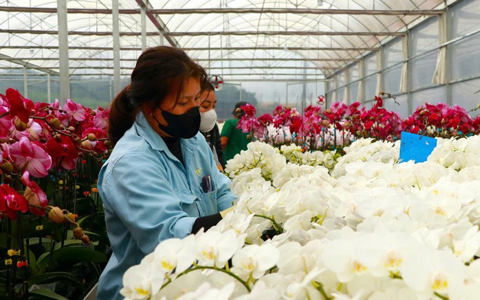 Nhân viên tại trang trại của gia đình anh Phan Thanh Sang chăm sóc hoa lan hồ điệp Nhân viên tại trang trại của gia đình anh Phan Thanh Sang chăm sóc hoa lan hồ điệp