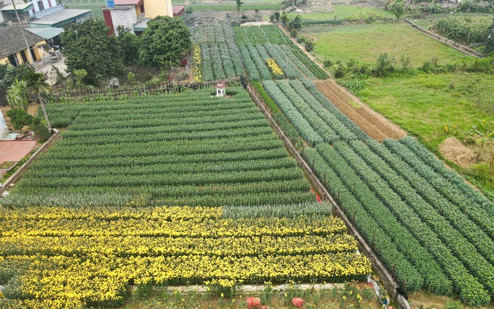 Làng hoa nổi tiếng Thanh Hóa, Ninh Bình tất bật vụ Tết- Ảnh 8. Làng hoa nổi tiếng Thanh Hóa, Ninh Bình tất bật vụ Tết- Ảnh 8.