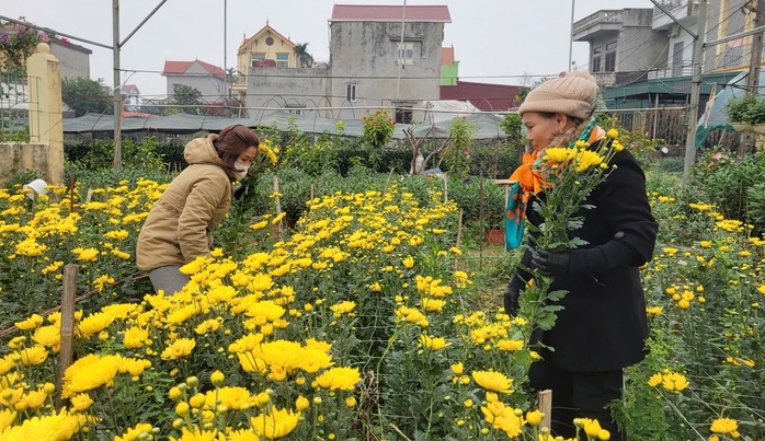 Làng hoa nổi tiếng Thanh Hóa, Ninh Bình tất bật vụ Tết- Ảnh 10. Làng hoa nổi tiếng Thanh Hóa, Ninh Bình tất bật vụ Tết- Ảnh 10.