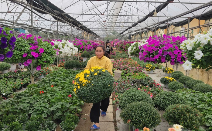 Làng hoa nổi tiếng Thanh Hóa, Ninh Bình tất bật vụ Tết- Ảnh 11. Làng hoa nổi tiếng Thanh Hóa, Ninh Bình tất bật vụ Tết- Ảnh 11.
