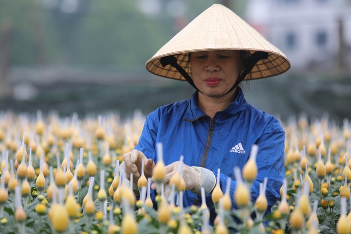 Làng hoa nổi tiếng Thanh Hóa, Ninh Bình tất bật vụ Tết- Ảnh 1. Làng hoa nổi tiếng Thanh Hóa, Ninh Bình tất bật vụ Tết- Ảnh 1.