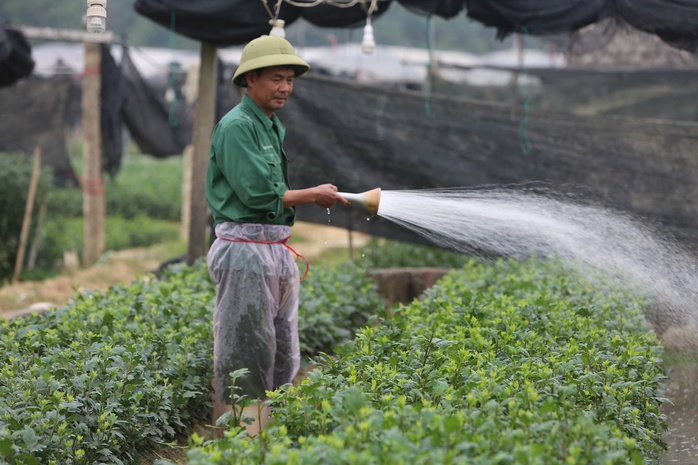 Làng hoa nổi tiếng Thanh Hóa, Ninh Bình tất bật vụ Tết- Ảnh 7. Làng hoa nổi tiếng Thanh Hóa, Ninh Bình tất bật vụ Tết- Ảnh 7.