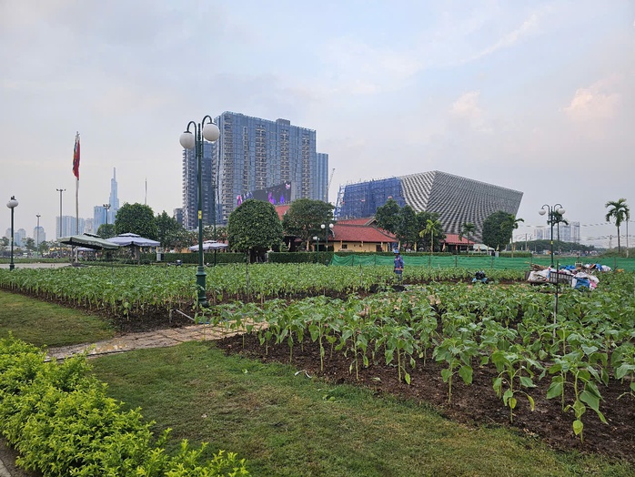 Người dân ùn ùn check-in tại vườn hoa hướng dương lớn nhất TP HCM- Ảnh 7. Người dân ùn ùn check-in tại vườn hoa hướng dương lớn nhất TP HCM- Ảnh 7.