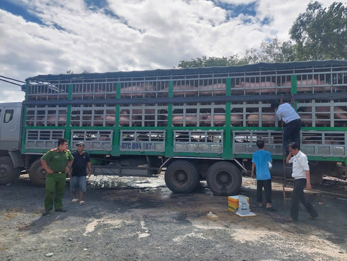Kỷ lục phát hiện và xử phạt lợn, gà... nhập lậu vào Việt Nam- Ảnh 1. Kỷ lục phát hiện và xử phạt lợn, gà... nhập lậu vào Việt Nam- Ảnh 1.
