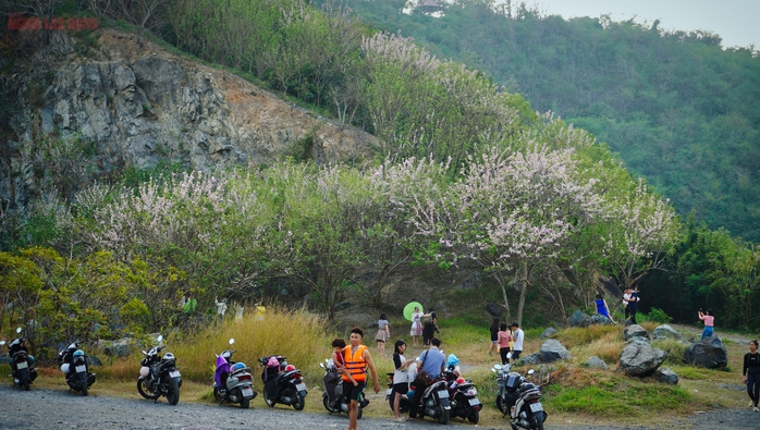 Hàng ngàn cây đỗ mai đang khoe sắc ở TP Vũng Tàu, nhiều người mê đắm - Ảnh 3. Hàng ngàn cây đỗ mai đang khoe sắc ở TP Vũng Tàu, nhiều người mê đắm - Ảnh 3.