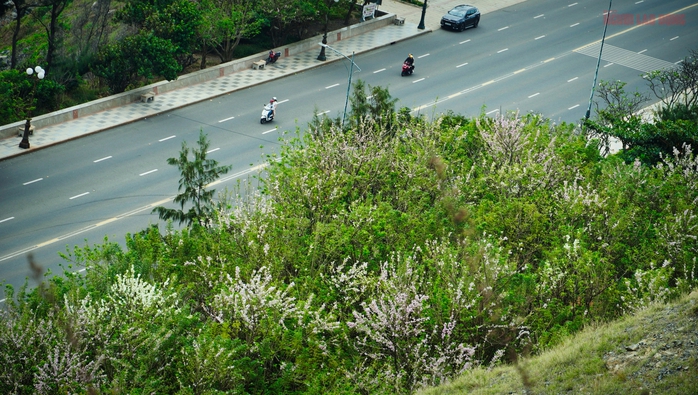 Hàng ngàn cây đỗ mai đang khoe sắc ở TP Vũng Tàu, nhiều người mê đắm - Ảnh 5. Hàng ngàn cây đỗ mai đang khoe sắc ở TP Vũng Tàu, nhiều người mê đắm - Ảnh 5.