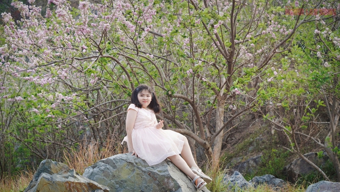 Hàng ngàn cây đỗ mai đang khoe sắc ở TP Vũng Tàu, nhiều người mê đắm - Ảnh 8. Hàng ngàn cây đỗ mai đang khoe sắc ở TP Vũng Tàu, nhiều người mê đắm - Ảnh 8.