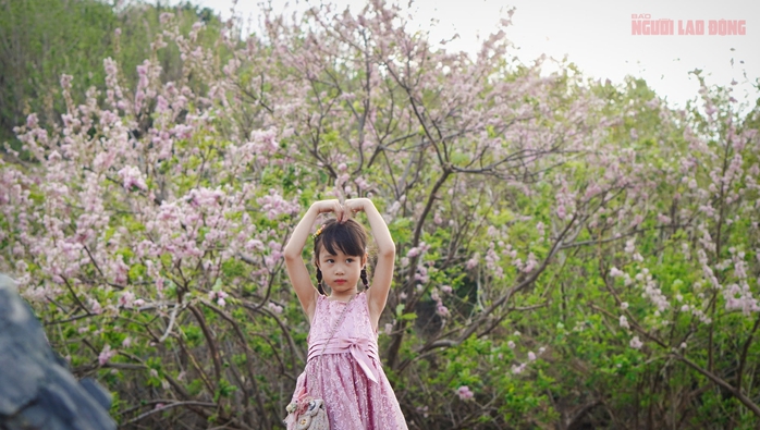 Hàng ngàn cây đỗ mai đang khoe sắc ở TP Vũng Tàu, nhiều người mê đắm - Ảnh 9. Hàng ngàn cây đỗ mai đang khoe sắc ở TP Vũng Tàu, nhiều người mê đắm - Ảnh 9.