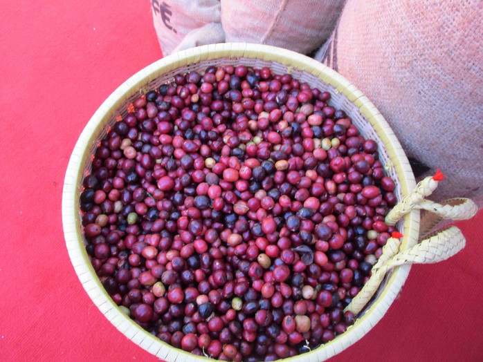 Giá cà phê hôm nay 8-1: Đồng loạt tăng mạnh, Robusta trở lại mốc 5.000 USD/tấn- Ảnh 1.
