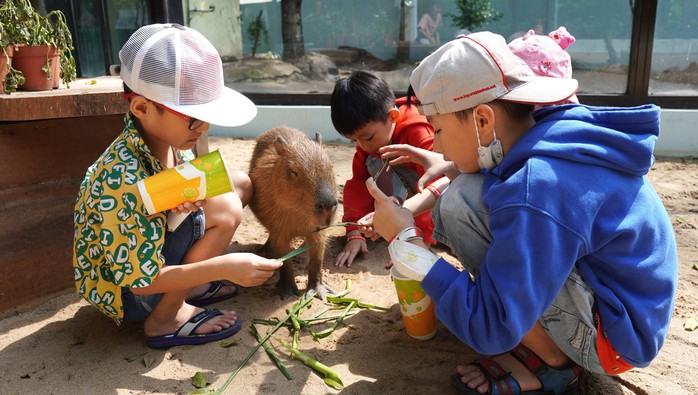 VIDEO: "Nựng" capybara ngoài đời thật tại Thảo Cầm Viên- Ảnh 8. VIDEO: "Nựng" capybara ngoài đời thật tại Thảo Cầm Viên- Ảnh 8.