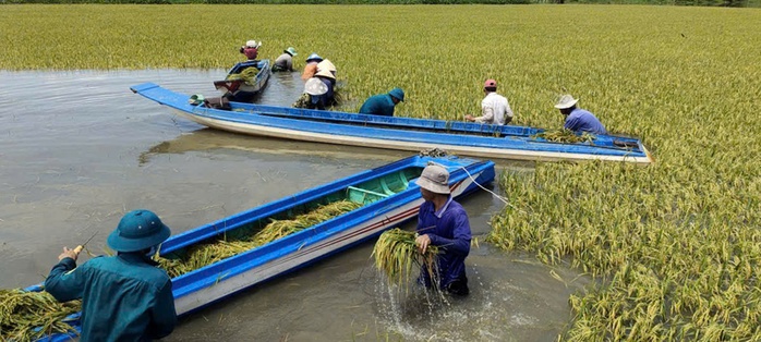 Tây Ninh đối mặt nguy cơ lũ lớn đe dọa 2 . 000 Ha lúa - Ảnh 1.
