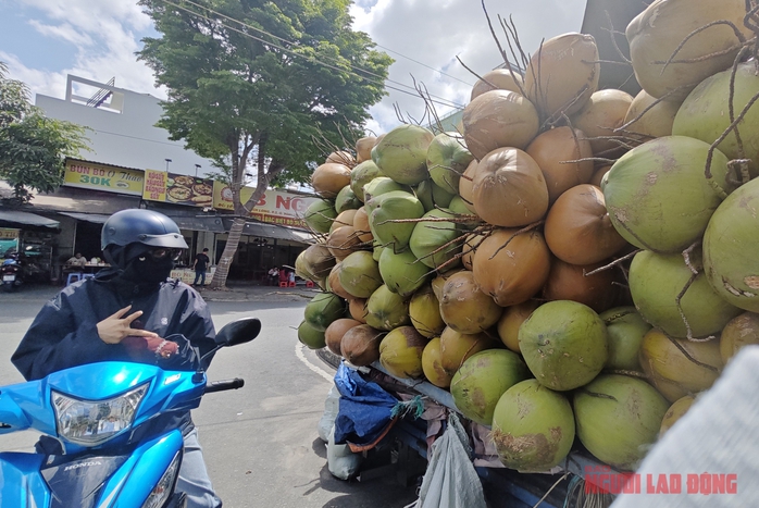 Giá dừa tươi giảm sâu: Nguyên nhân và giải pháp cho thị trường dừa Việt Nam - Ảnh 2. Giá dừa tươi giảm sâu: Nguyên nhân và giải pháp cho thị trường dừa Việt Nam - Ảnh 2.
