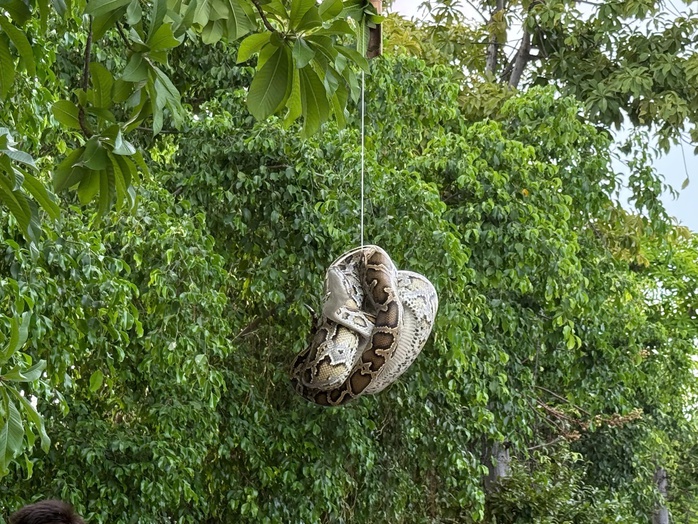 Bất ngờ con trăn dài 2 mét quấn trên cây gần Bến tàu du lịch Nha Trang - Ảnh 2. Bất ngờ con trăn dài 2 mét quấn trên cây gần Bến tàu du lịch Nha Trang - Ảnh 2.